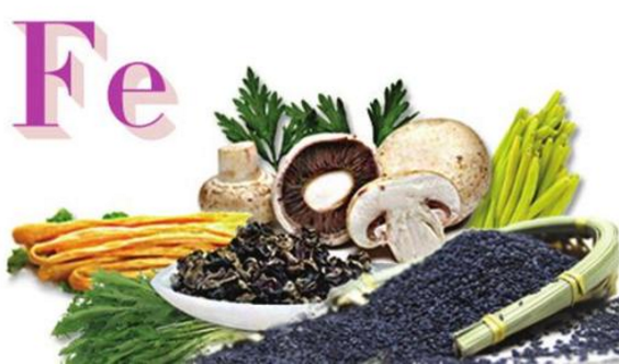 91视频一区二区三区厂家分析铁的功能及生物学作用